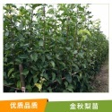 陜西107速生楊樹苗批發