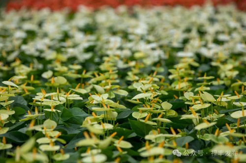 祿豐花卉產(chǎn)業(yè)協(xié)會(huì)換屆啟新程 云花標(biāo)桿領(lǐng)跑全州，美麗經(jīng)濟(jì)綻放芬芳