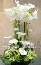 心花怒放 專業(yè)花卉服務(wù)，傳遞美好情感