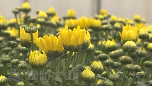 辛巴助力硯山花卉產(chǎn)業(yè)，綻放美麗經(jīng)濟(jì)新篇章