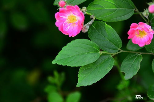 花卉元素與數(shù)碼產(chǎn)品的設計融合 科技中的自然美學